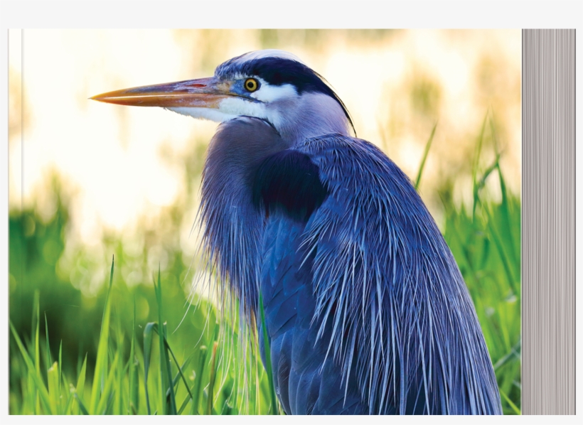 Celebrating The New Year, transparent png #7875315