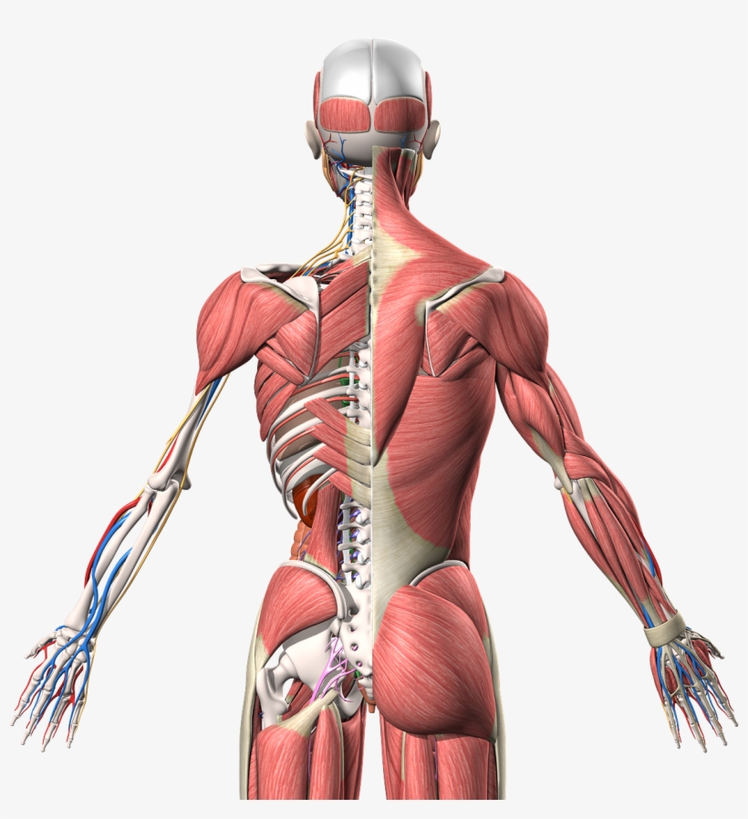 Human Anatomy 3d Model - Back Anatomy Png, transparent png #7876349