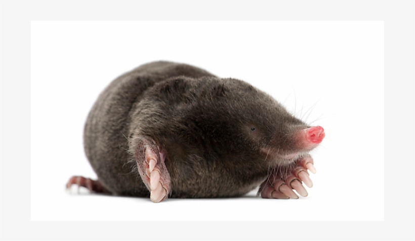 Mole Extermination For Salt Lake City Or Park City - Moles Meaning In Hindi, transparent png #7876837