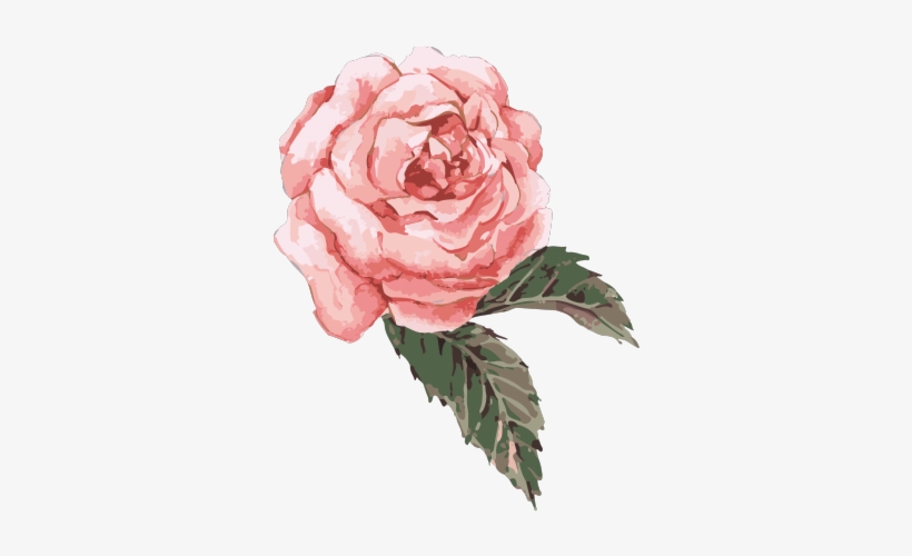 Drawn Rose Bush Watercolor - Pink Watercolor Flower Png, transparent png #7880469