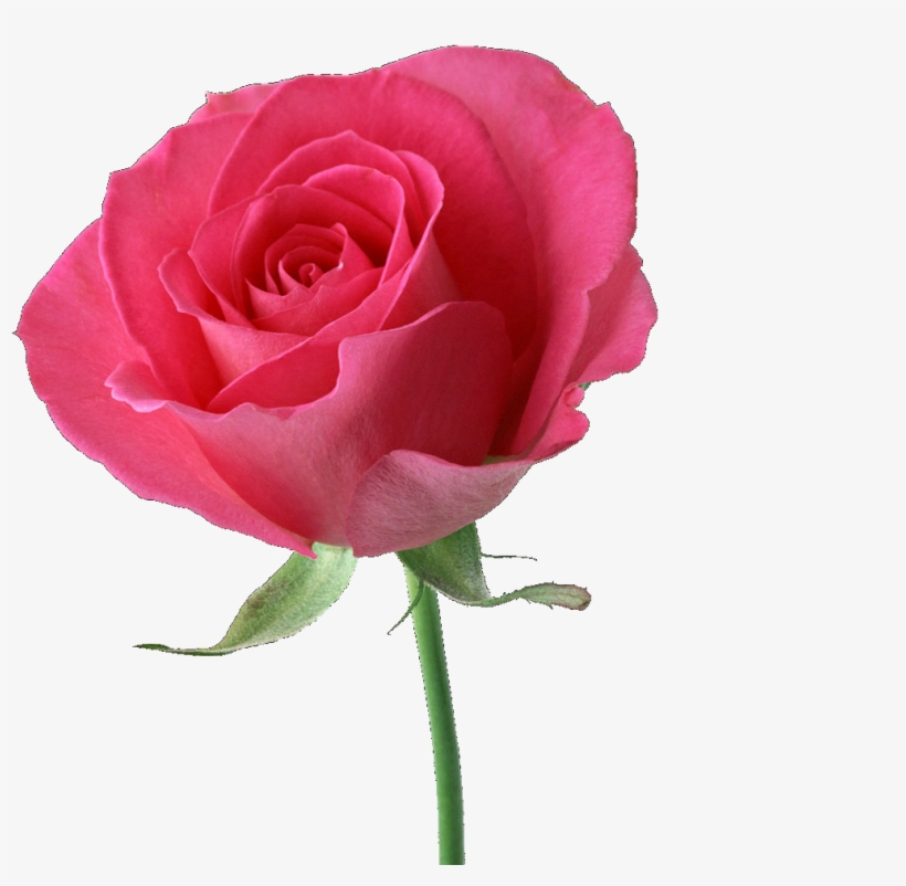 Rose - - Beautiful Pink Rose, transparent png #7882587