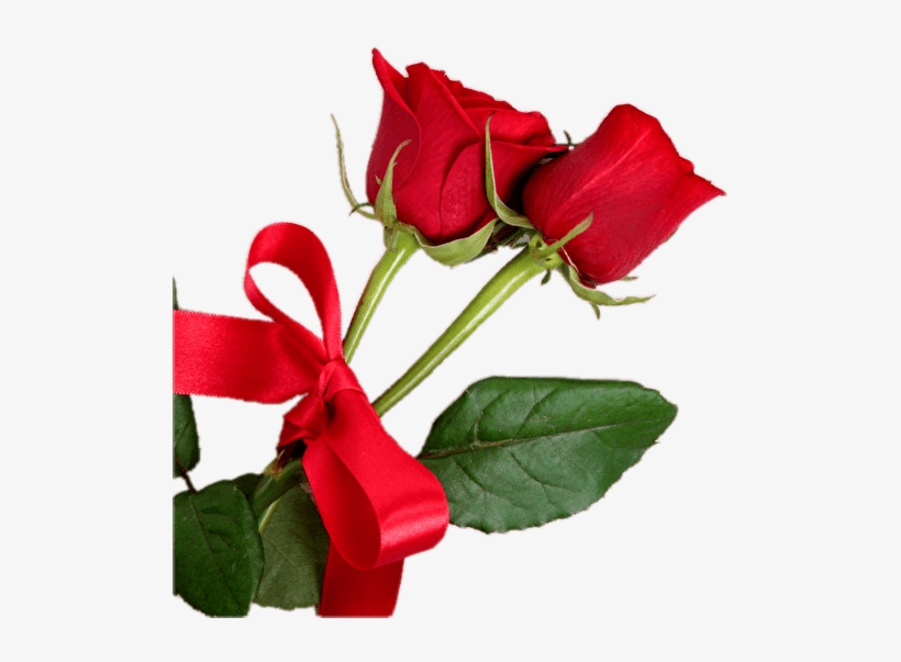 Red Rose Hd Transparent Png Images [free Download] - Fondo De Rosas Para Tarjeta, transparent png #7889996