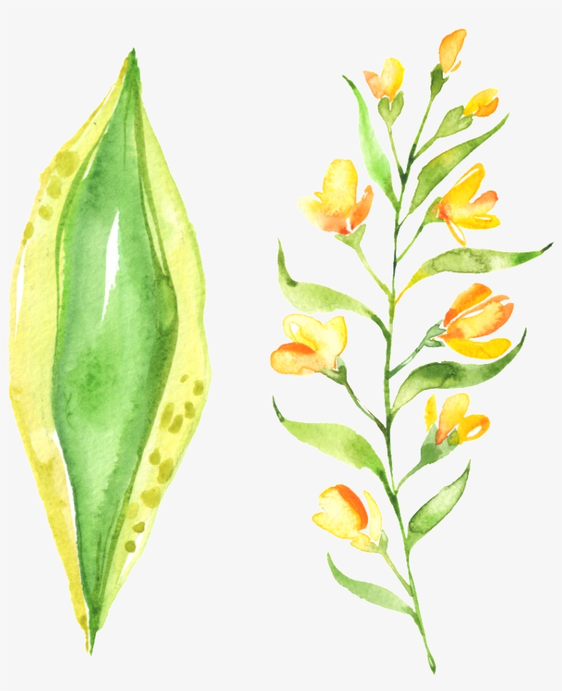 Beautiful Painted Small Flower Green Leaf Hd Png - Lily Family, transparent png #7890370