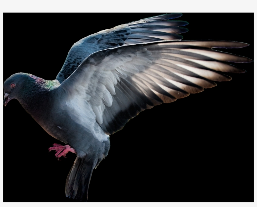 Free Pigeon Png Images - Голубь На Прозрачном Фоне, transparent png #7890739