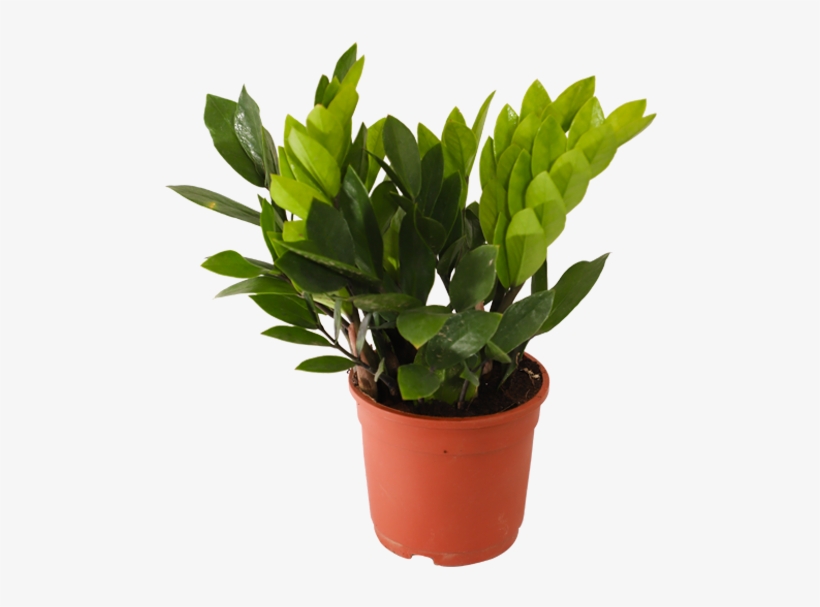 Zamioculcas Zamiifolia, Zz Plant - Arborele De Jad, transparent png #7891698