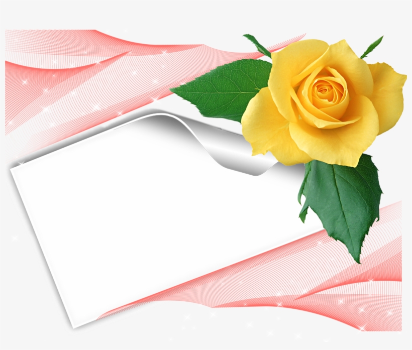 Jaune Rose - Floribunda, transparent png #7891708