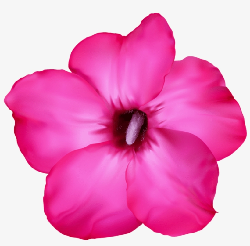 Free Png Download Flower Pink Png Images Background - Flor Del Desierto Dibujo, transparent png #7891797