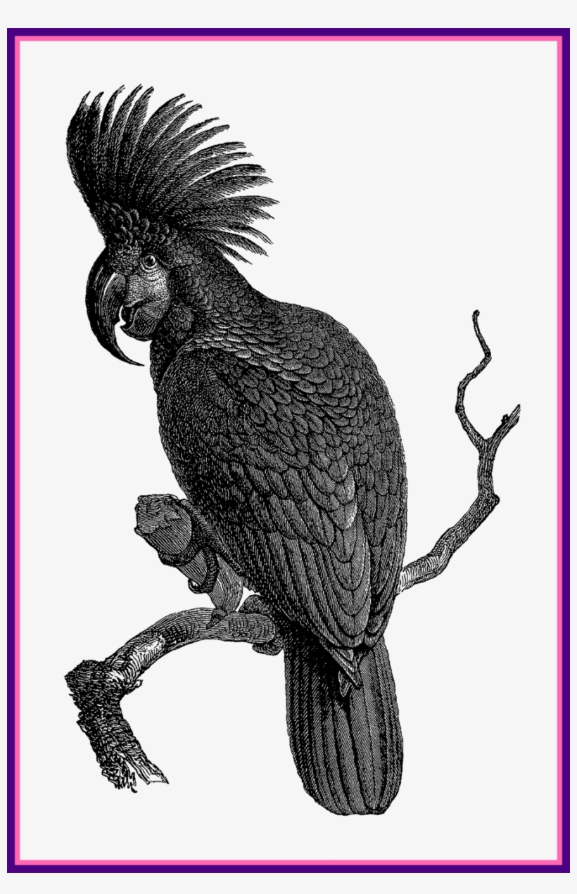 Nest Clipart Pigeon Nest - Cockatoo, transparent png #7891911