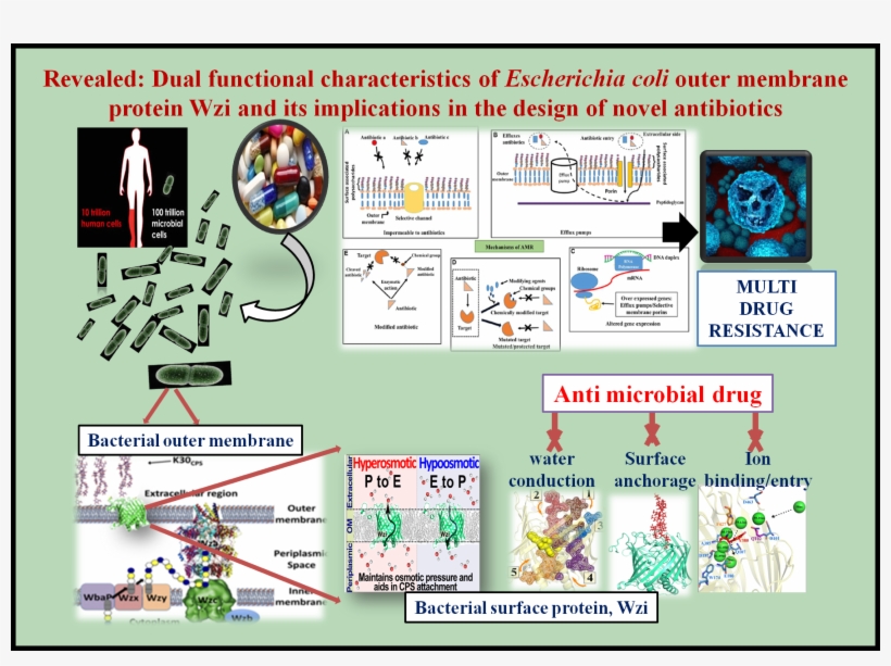 Coli Outer Membrane Protein Wzi That Acts As An Anchor - Diagram, transparent png #7891925