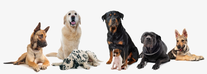 Dogs - Group Of Dogs Transparent Background, transparent png #7892157