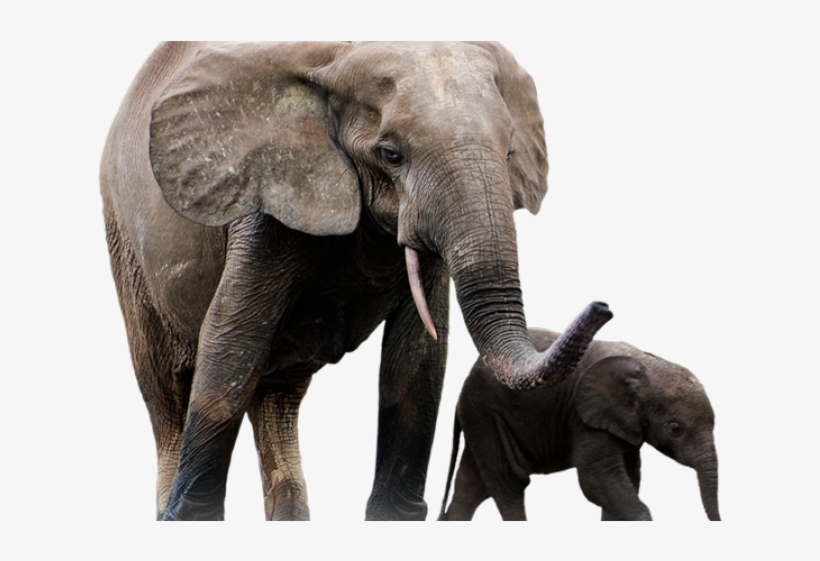 Elephant Png Transparent Images - Elephant, transparent png #7892201
