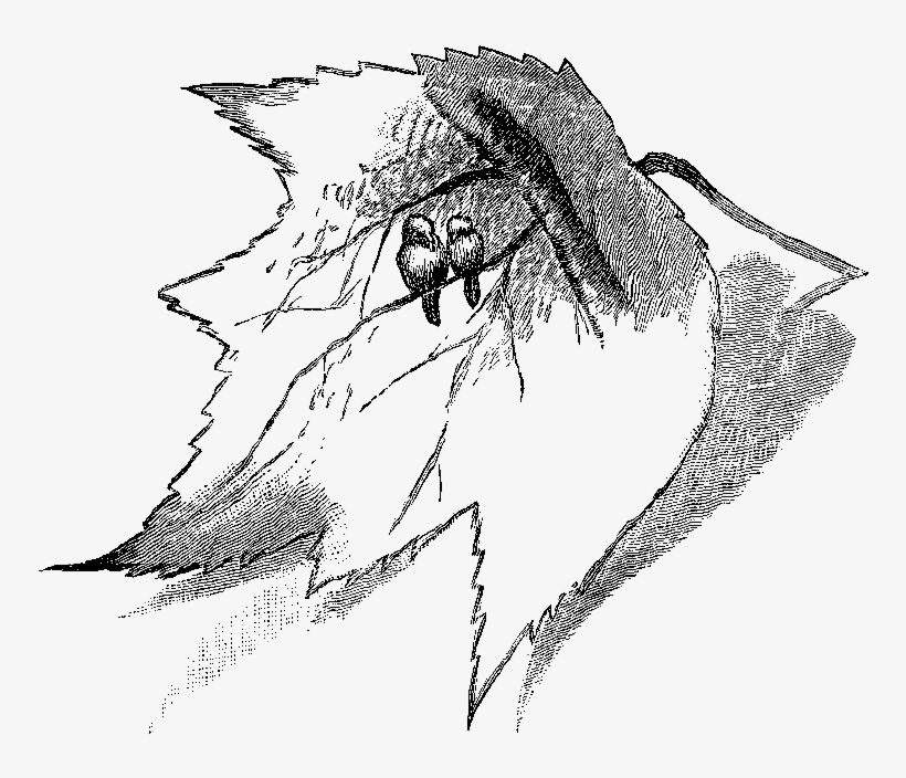 Digital Bird Clip Art Downloads - Sketch, transparent png #7892249