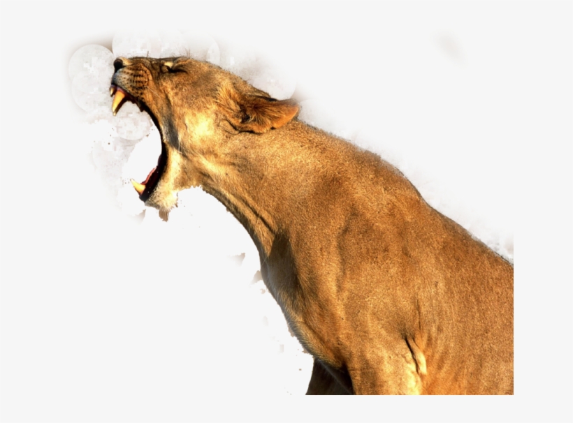 Lion Png Image - Good Quality Pictures Of Animals, transparent png #7893208