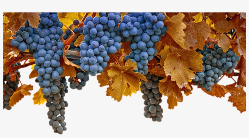 Image - Grape, transparent png #7894308