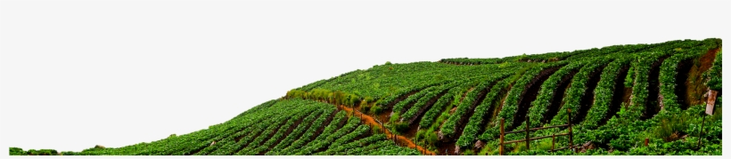 Better World - Field, transparent png #7896174