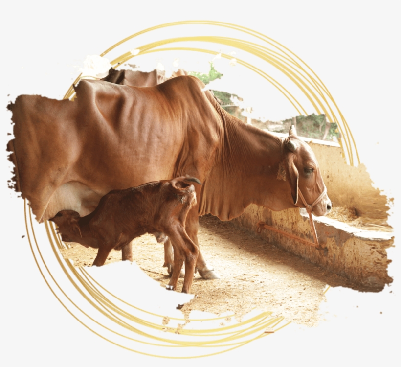 Welcome To The Indian Desi Cows - Bull, transparent png #7896175