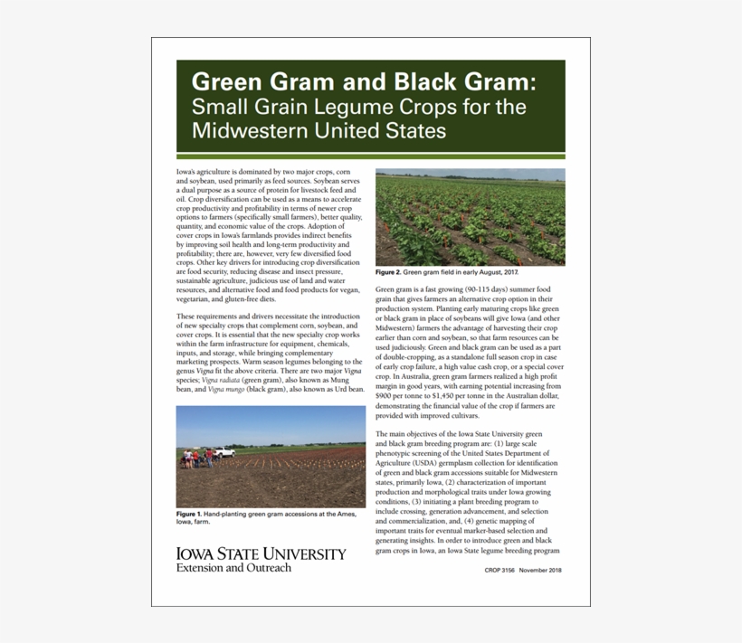 Green Gram And Black Gram - Grass, transparent png #7896754