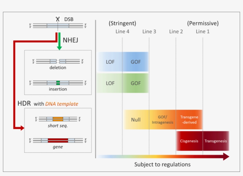 This Is A Figure Depicting Four Regulatory Models For - Gmo Genome Editing, transparent png #7896822