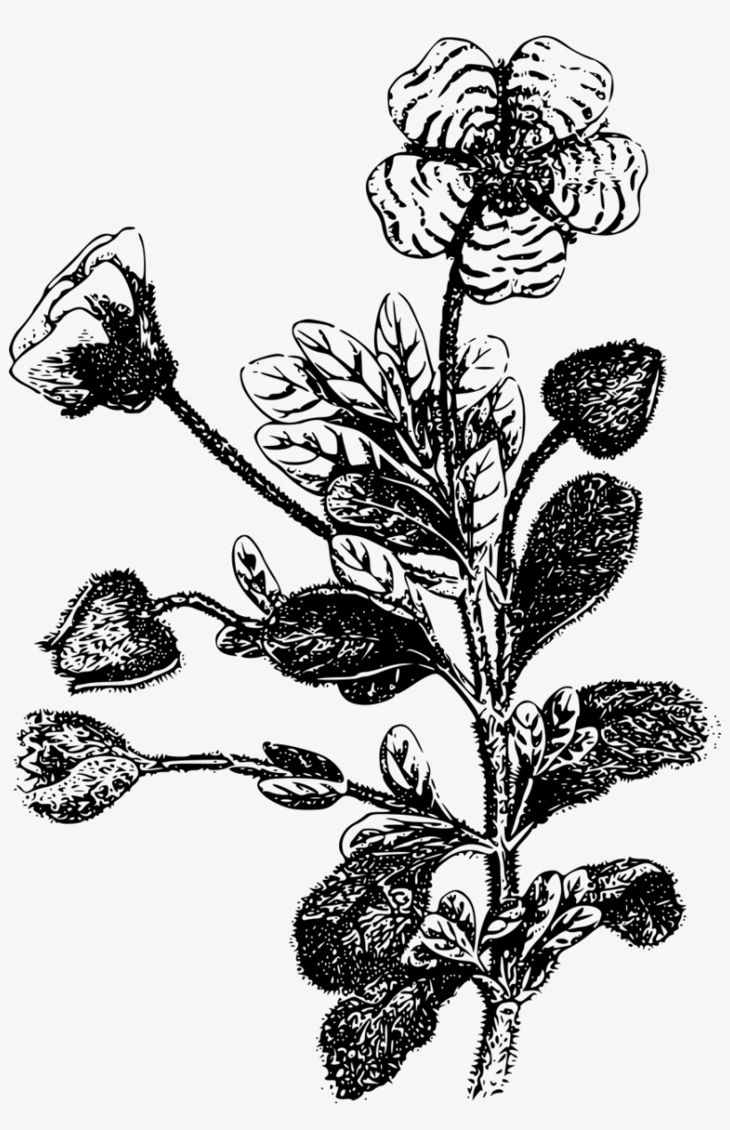 Flower Leaf Leaves - Flor De Esteva Desenho, transparent png #7897712