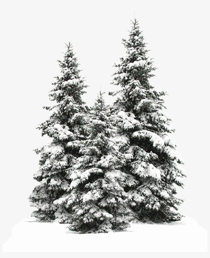 Tree Trees Christmas Christmastree Snow Winter Wintertr - Snowy Pine Trees Drawing, transparent png #7897741