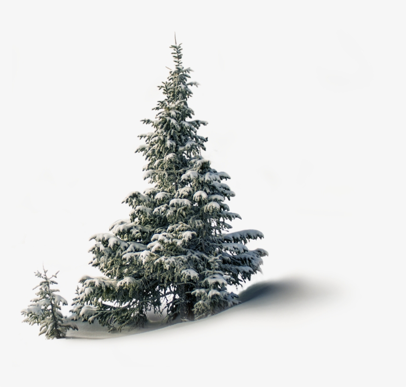 Christmas Tree Sale - Png Kerst Sfeer, transparent png #7897871