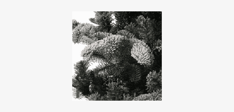 Lodgepole Pine, transparent png #7897965