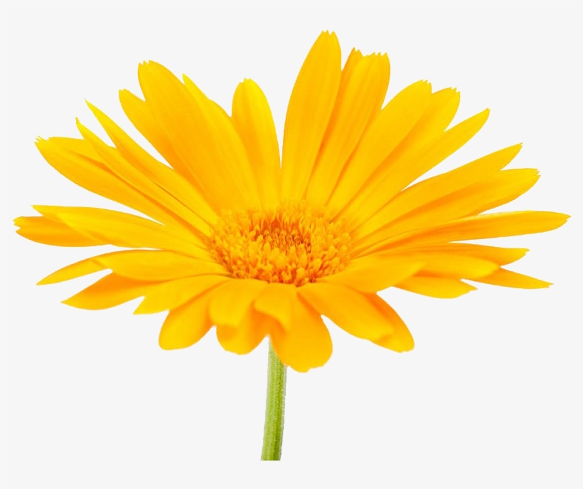 南非万寿菊摄影 - Pot Marigold, transparent png #7898725