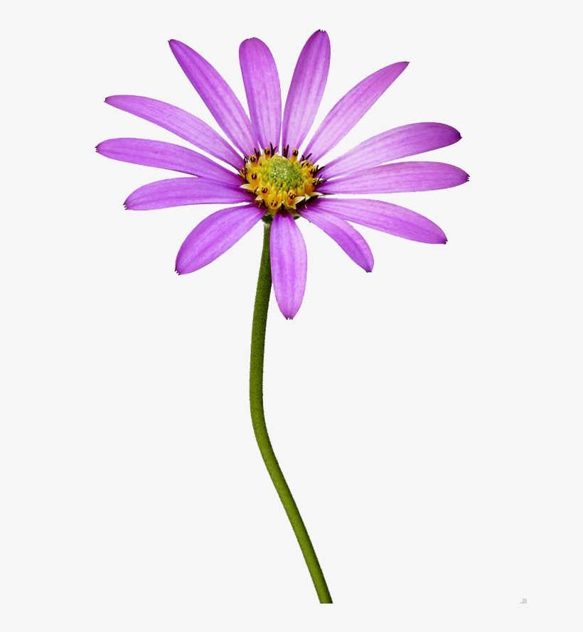 南非万寿菊高清图片, transparent png #7899350