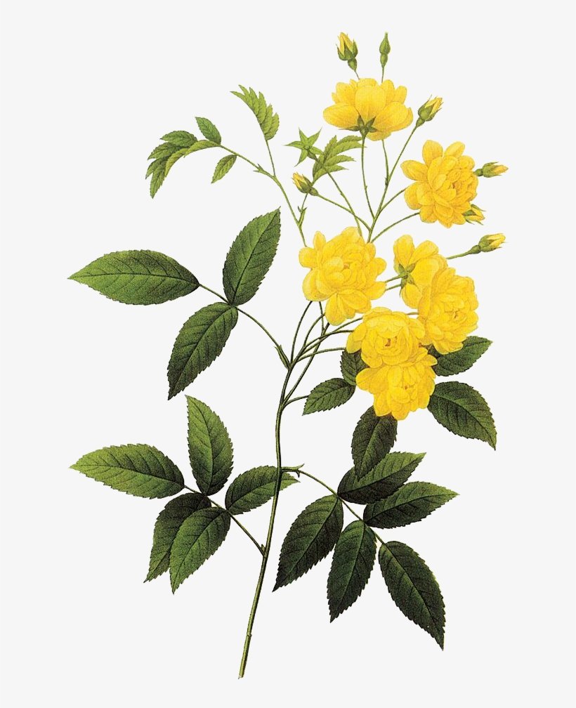 黄色盛放的花 - Pierre Joseph Redouté Png, transparent png #7899765
