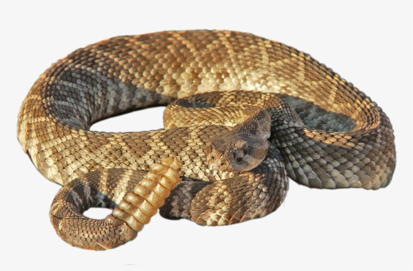 Rattlesnake Png Transparent Free Images - Timber Rattlesnake Png, transparent png #791302