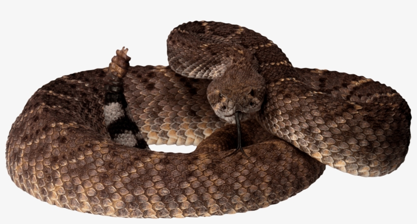 Free Png Brown Snake Png Images Transparent - Israel, The Final Holocaust - Trade Paperback, transparent png #791326