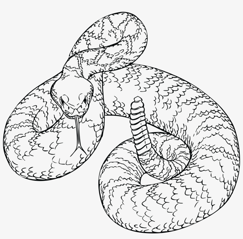 , , - Western Diamondback Rattlesnake Drawing, transparent png #791366