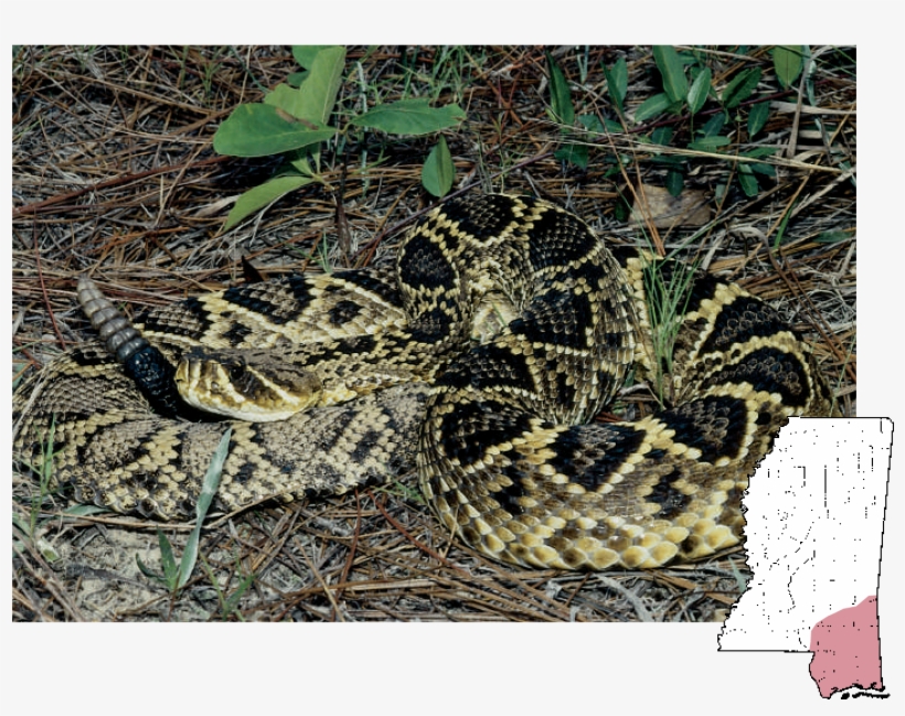 Eastern Diamondback Rattlesnake Crotalus Adamanteus - Eastern Diamondback Rattlesnake Mississippi Snakes, transparent png #791398