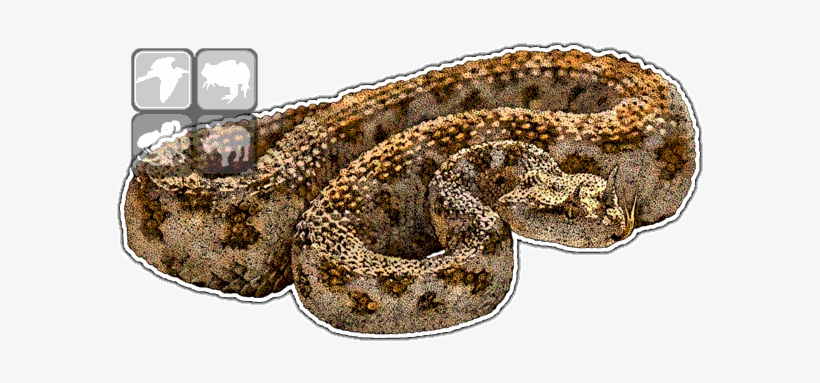 Desert Horned Viper - Desert Viper Png, transparent png #791464
