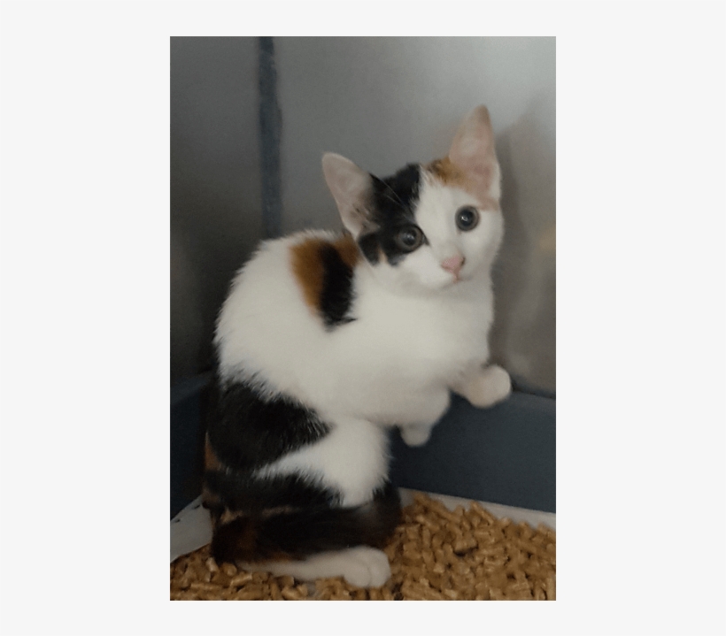 Photo Of Mystique - Domestic Short-haired Cat, transparent png #791487