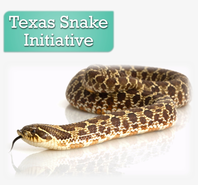 Websiteheader2 - Western Hognose Snake, transparent png #791504