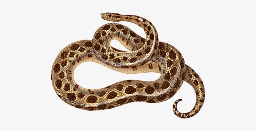 Sidewinder Snakes Boa Constrictor Reptile Eastern Diamondback - Boa Clipart, transparent png #791508