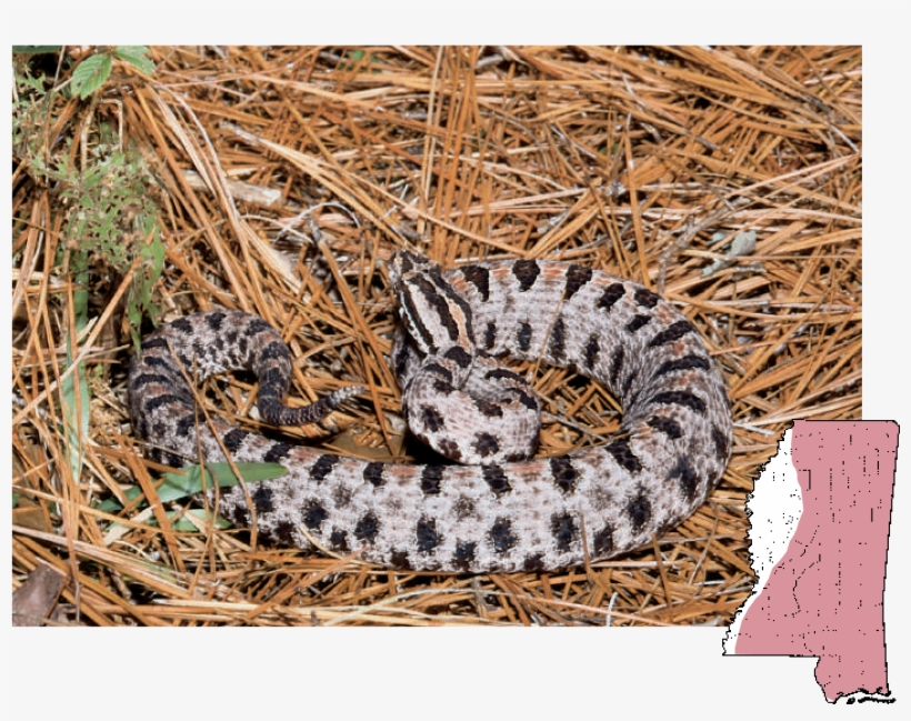 Pigmy Rattlesnake Sistrurus Miliarius - Pilot Rattlesnake, transparent png #791616