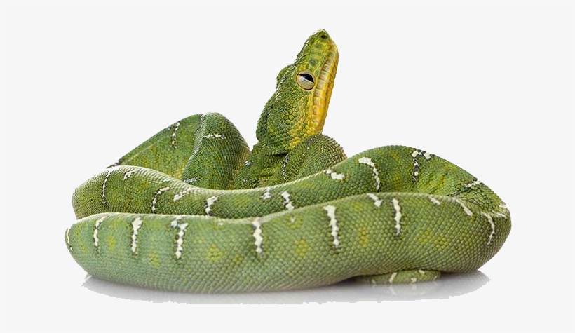Green Snake Png File - Snakes By Valerie Bodden, transparent png #791669