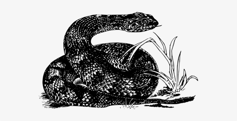 Rattlesnake Kingsnakes Reptile Vipers - Drawings Of Prairie Rattlesnake, transparent png #791720