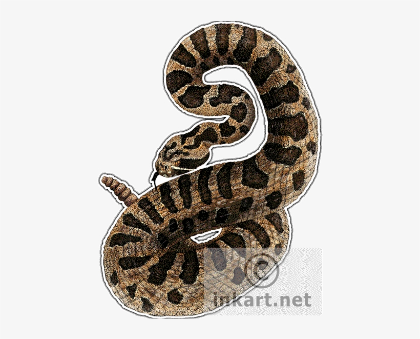 Eastern Massasauga Rattlesnake Decal - Eastern Massasauga Rattlesnake Drawing, transparent png #791744