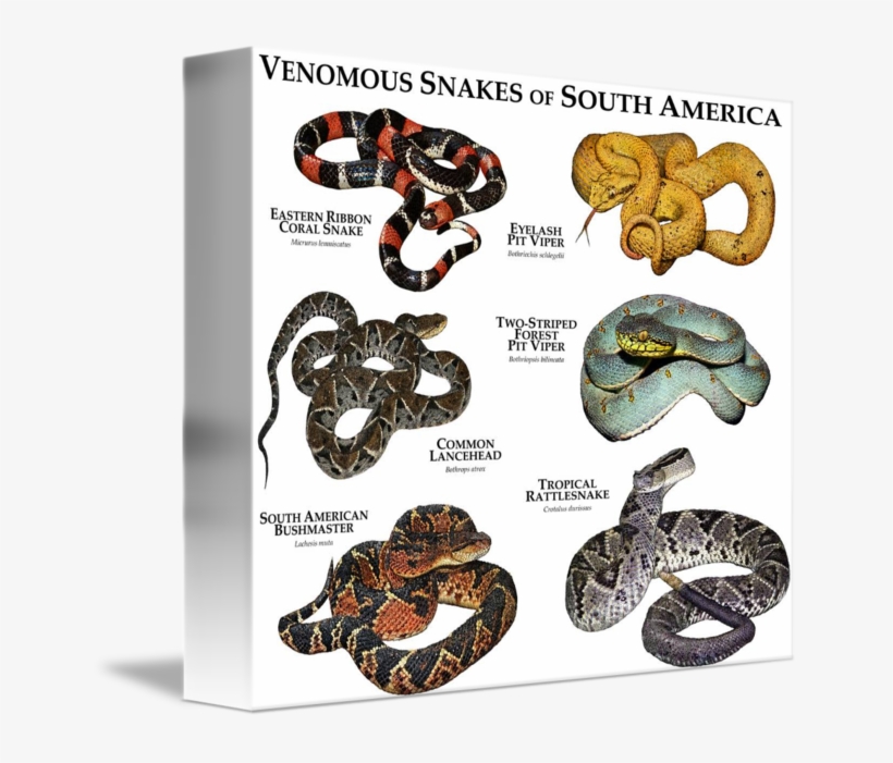 Venomous Snakes Of South America By Roger Hall Clipart - Pit Viper Coral Snake, transparent png #791816