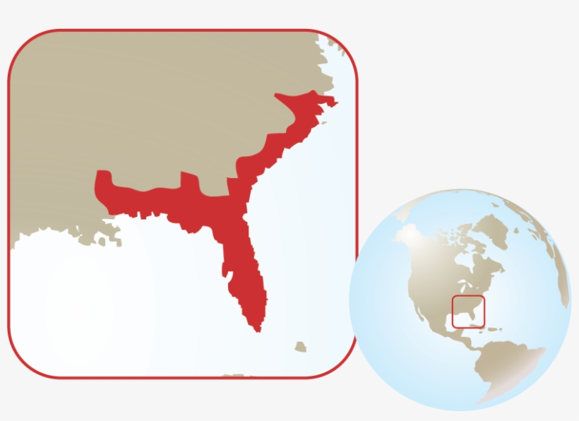 Eastern Diamondback Rattlesnake - Eastern Diamondback Rattlesnake Locations Map, transparent png #791942