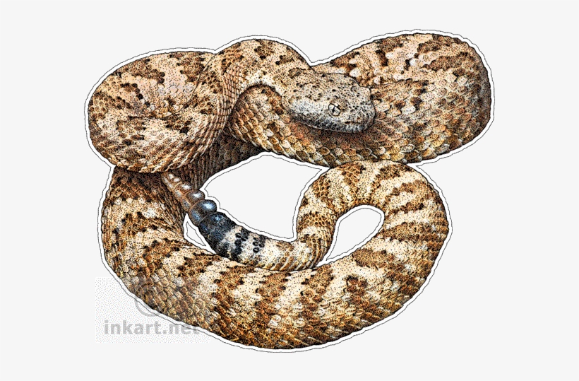 Rattle Snake Png - Panamint Rattlesnake Throw Blanket, transparent png #791983