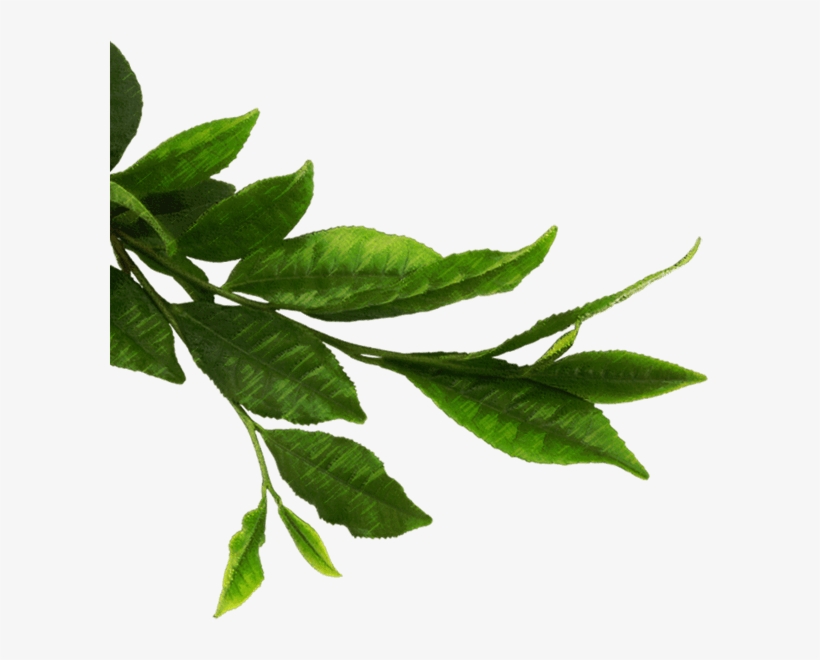 Green Tea Leaves Png - Hojas Verdes Naturales Png, transparent png #792002