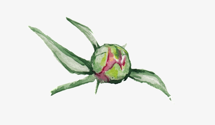 Green Branch Transparent Ornament Material - Flori Mumajesi, transparent png #792031