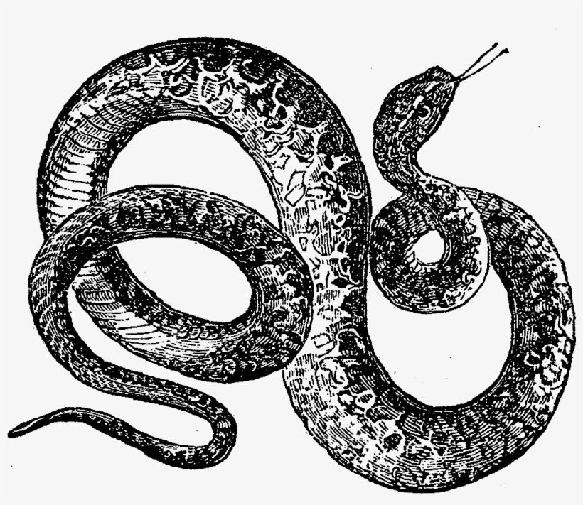 Digital Snake Downloads - Snakes, transparent png #792051
