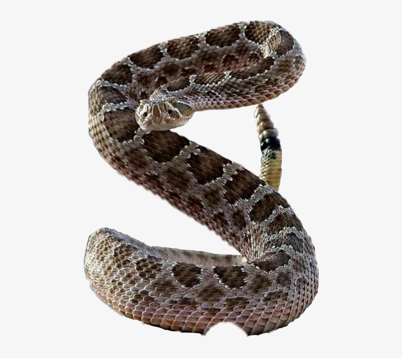 Sidewinder Snake Standing Up, transparent png #792127