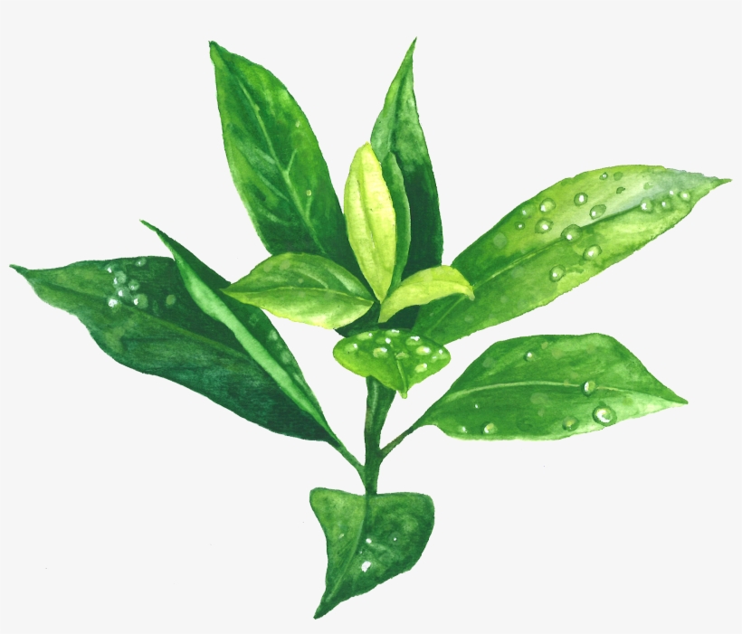 Green Tea, transparent png #792620