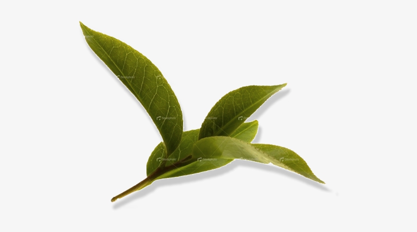 Among All The Available Varieties Of Tea, Such As White - Camellia Sinensis Leaf Transparent, transparent png #793116
